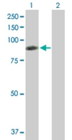 ANTI-RDX antibody produced in mouse