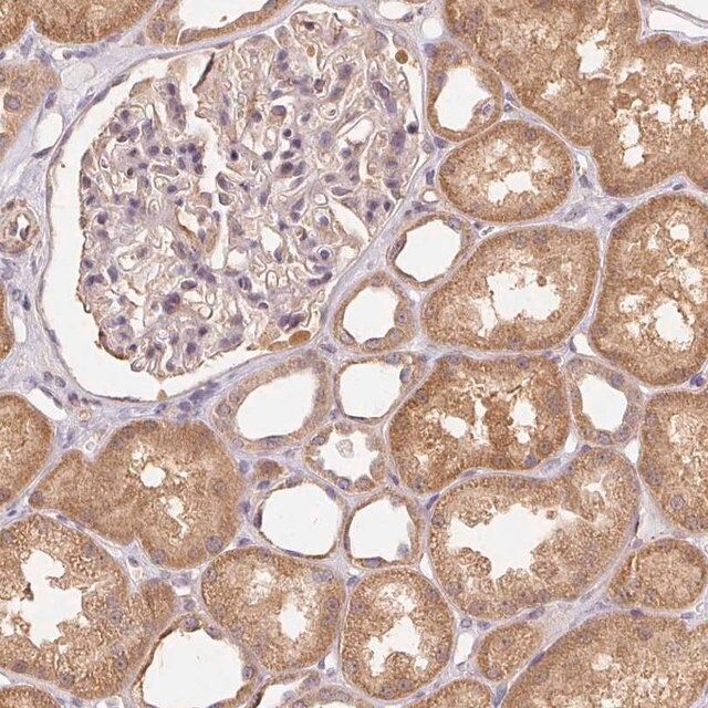 Anti-REV3L antibody produced in rabbit