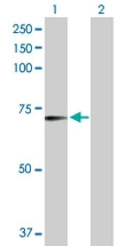 Anti-RFX5 antibody produced in rabbit