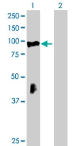 Anti-RHOBTB2 antibody produced in mouse