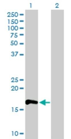 Anti-RHOF antibody produced in mouse