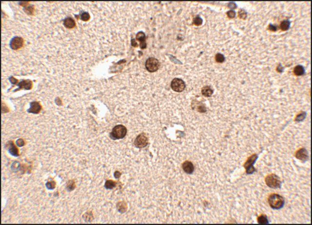 Anti-Rim3 antibody produced in rabbit