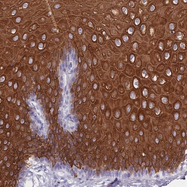 Anti-RAB2B antibody produced in rabbit