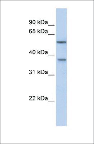 Anti-RAB40B antibody produced in rabbit