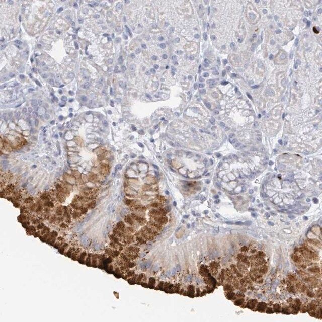 Anti-RAB33B antibody produced in rabbit