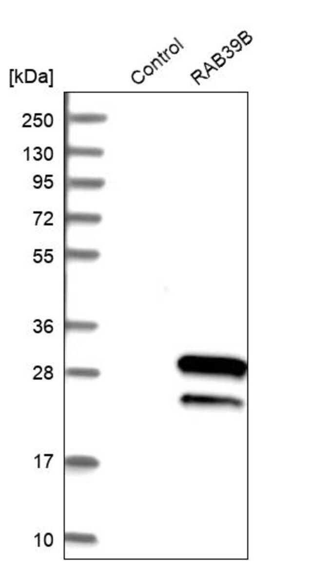 Anti-RAB39B antibody produced in rabbit