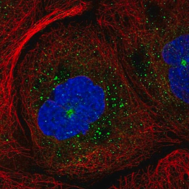 Anti-RAB11B antibody produced in rabbit