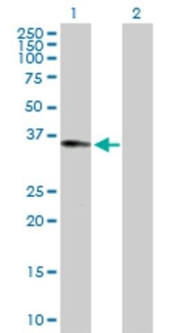 Anti-RALGPS2 antibody produced in rabbit