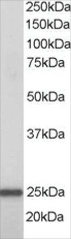 Anti-RAN antibody produced in goat