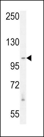 ANTI-RASAL3 (C-TERM) antibody produced in rabbit