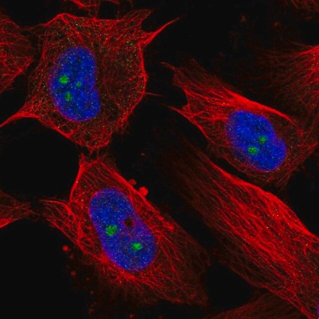 Anti-RBM19 antibody produced in rabbit