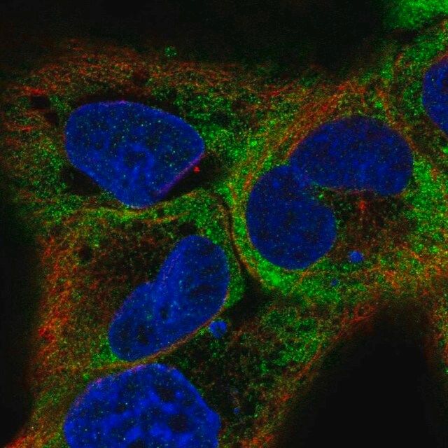 Anti-RBMS1 antibody produced in rabbit