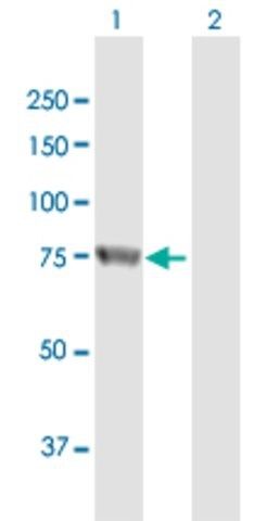 Anti-RBM35A antibody produced in mouse