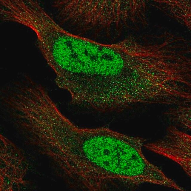 Anti-RBM12B antibody produced in rabbit