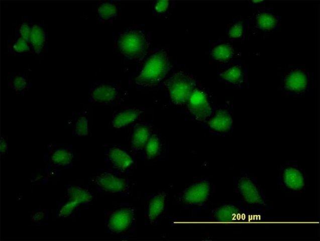 Anti-RBMS1 antibody produced in mouse