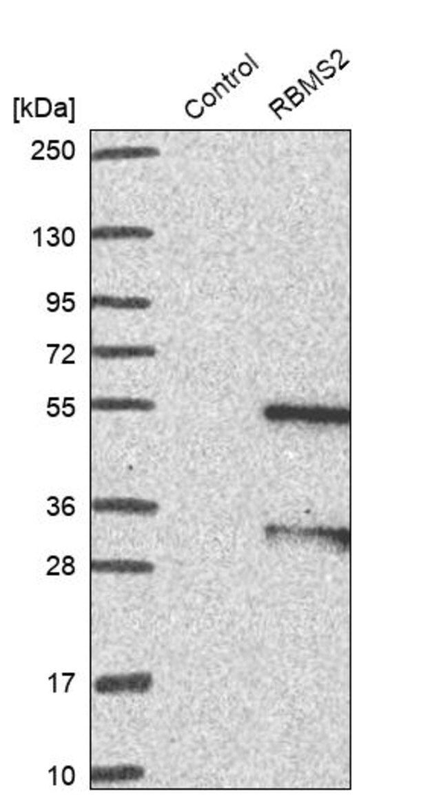 Anti-RBMS2 antibody produced in rabbit