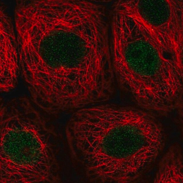 Anti-PWWP2B antibody produced in rabbit