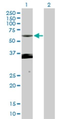 Anti-PXK antibody produced in rabbit