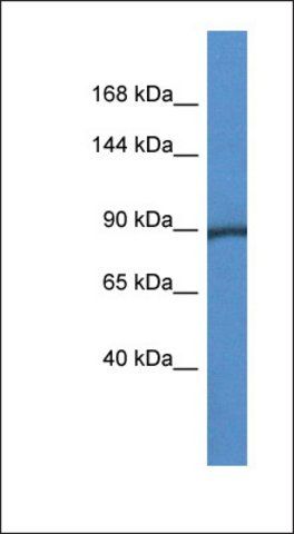 Anti-PYGM antibody produced in rabbit