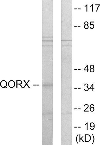 Anti-QORX antibody produced in rabbit