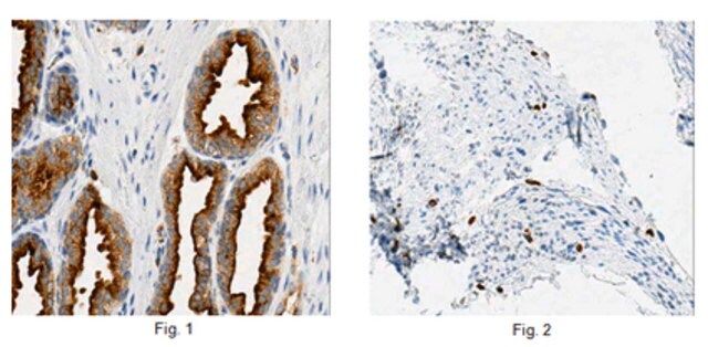 Anti-Rab27B, clone 6C10.1 Antibody