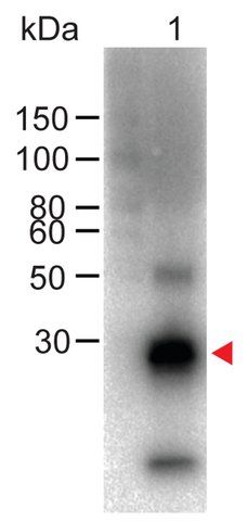 Anti-Rabbit IgG (Fc specific), F(ab)<sub>2</sub> fragment-Biotin antibody produced in goat