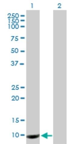 Anti-PROK1 antibody produced in mouse