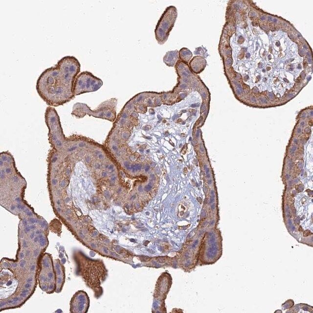 Anti-PROX2 antibody produced in rabbit