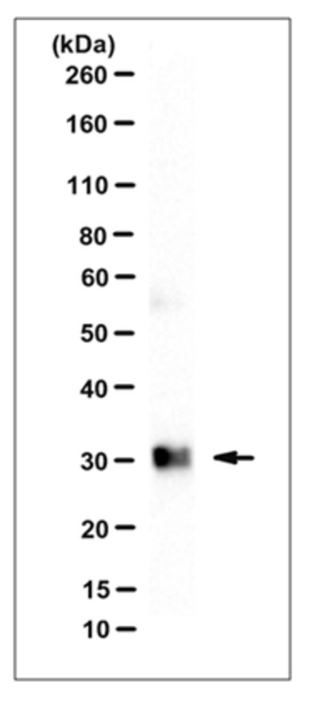 Anti-Prohibitin-1 (PHB1), clone 1G5C1 Antibody