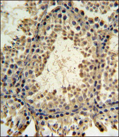 ANTI-PRM3 (C-TERM) antibody produced in rabbit