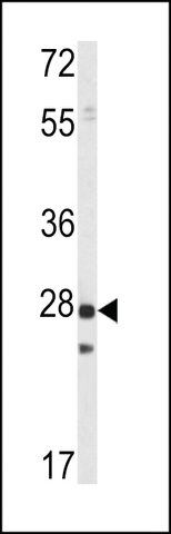 ANTI-PRL1 antibody produced in rabbit