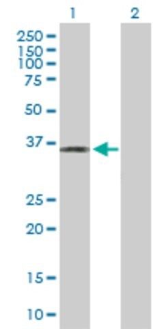 Anti-PLSCR4 antibody produced in mouse