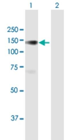 Anti-PLK4 antibody produced in mouse