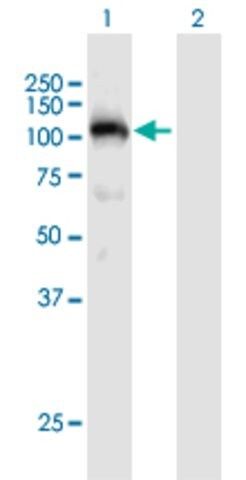 Anti-PLG antibody produced in mouse