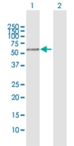 Anti-PLEKHO2 antibody produced in mouse