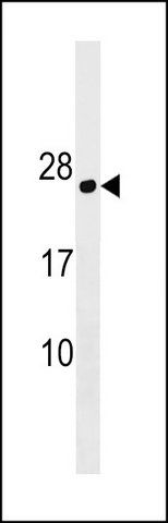 ANTI-PLLP (N-TERM) antibody produced in rabbit