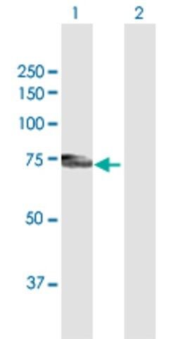 Anti-PLXDC1 antibody produced in mouse