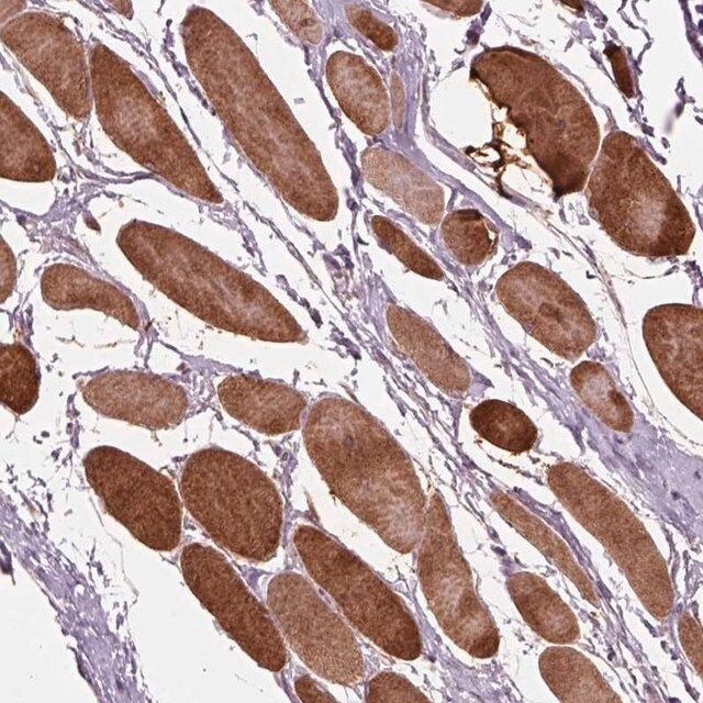 Anti-PLPP7 antibody produced in rabbit