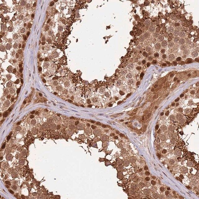 Anti-PLSCR5 antibody produced in rabbit