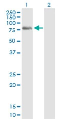 Anti-PLK3 antibody produced in mouse