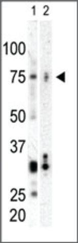 Anti-PLK3 (C-term) antibody produced in rabbit