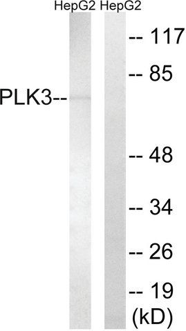 Anti-PLK3 antibody produced in rabbit