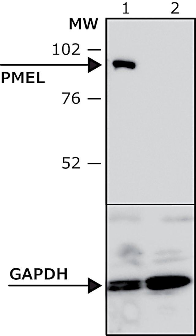 Anti-PMEL antibody produced in rabbit