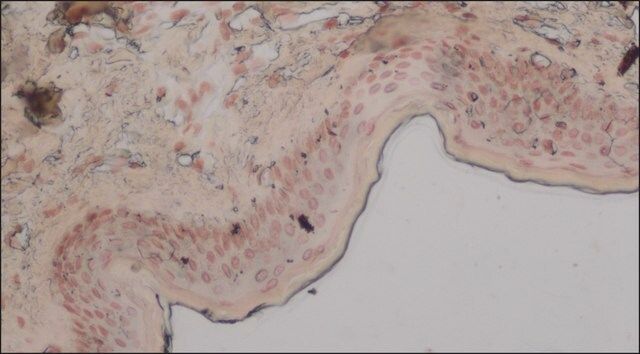 Anti-PMEL antibody, Mouse monoclonal