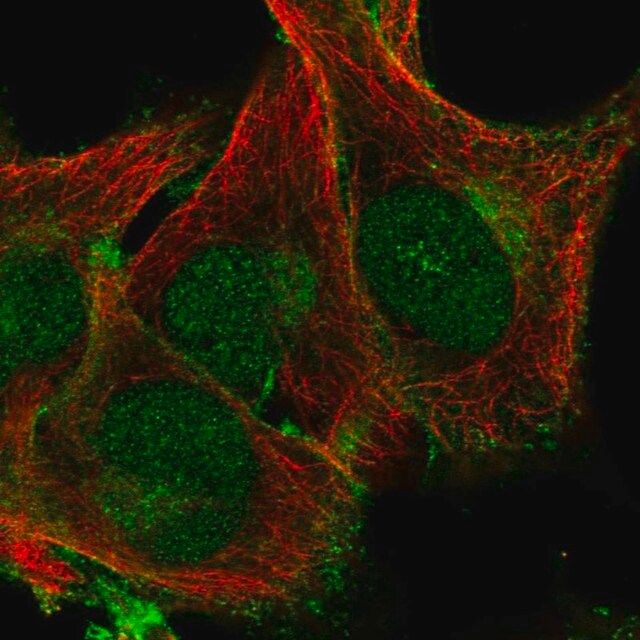 Anti-PLSCR1 antibody produced in rabbit