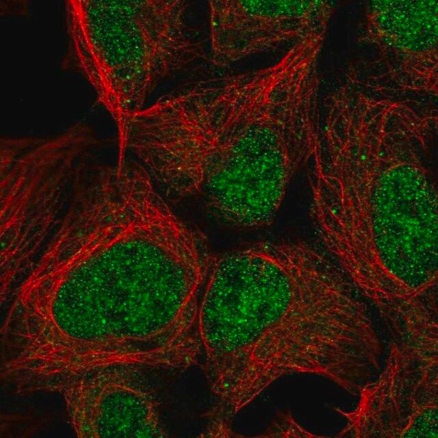 Anti-PMF1 antibody produced in rabbit