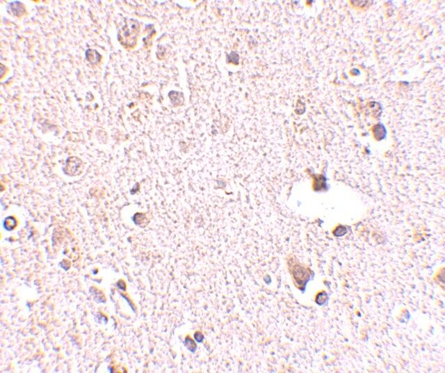 Anti-POLR3F antibody produced in rabbit