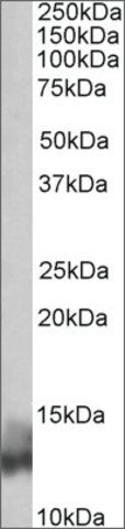 Anti-PLN (N-terminal) antibody produced in goat