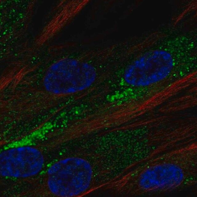 Anti-PLPP3 antibody produced in rabbit