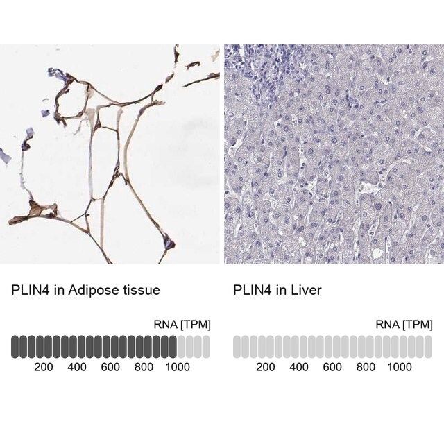 Anti-PLIN4 antibody produced in rabbit